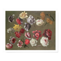 A Study of Peonies (oil on canvas) posters