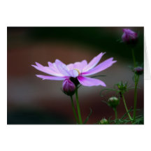 A Summer's Eve Greeting Cards