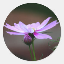 A Summer's Eve Round Sticker
