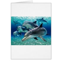 a sun light dolphin greeting cards