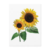 A Sunflower Mommy's Love Post Card