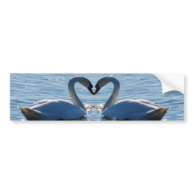 A Swan Heart Kiss, Reflections of Love Bumper Sticker by beverlytazangel