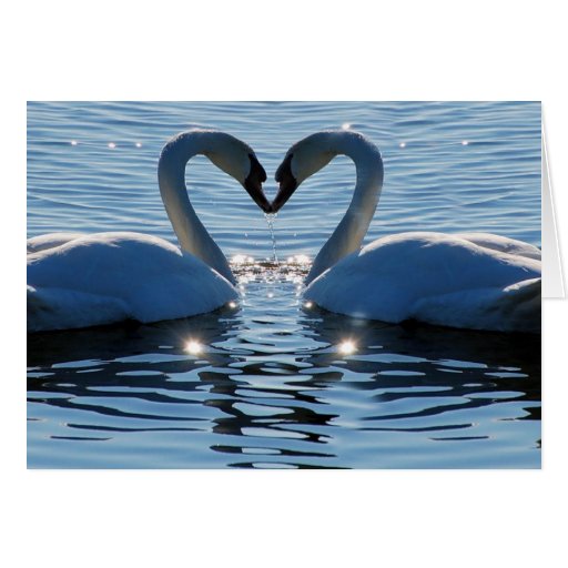 A Swan Heart Kiss, Reflections of Love Card