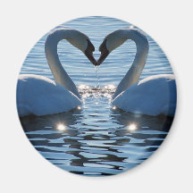 A Swan Heart Kiss, Reflections of Love Fridge Magnet