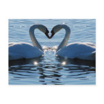 A Swan Heart Kiss, Reflections of Love Postcard