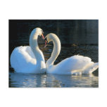 A Swan Heart Kiss, Reflections of Love Postcards