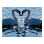 A Swan Heart Kiss, Reflections of Love Postcard