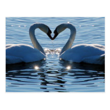 A Swan Heart Kiss, Reflections of Love Postcard