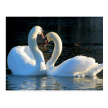 A Swan Heart Kiss, Reflections of Love Postcards