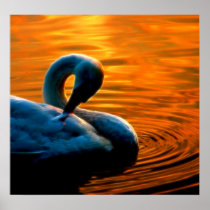A Swan Taking a Last Minute Swim at Sunset