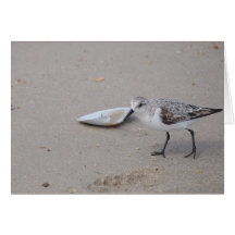 A Sweet Little Sanderling Greeting Cards
