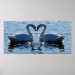 A Swimming Swan Heart Kiss, Reflections of Love Posters