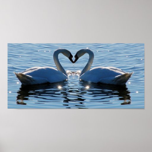 A Swimming Swan Heart Kiss, Reflections of Love Posters