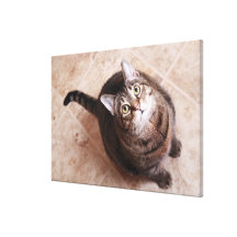 A tabby cat looking up canvas print