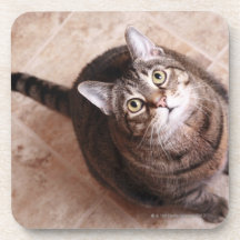 A tabby cat looking up drink coaster