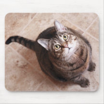 A tabby cat looking up mousepads