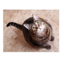 A tabby cat looking up post cards