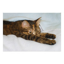 A Tabby Cat Stretching Felis Silvestris Catus Photo Art