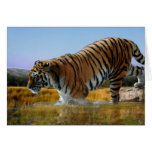 A Tiger loves water Card