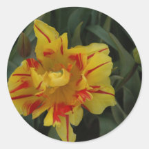 A tiger tulip round sticker