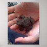A Toad in the Hand... Print