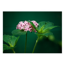 A Touch of Pink in the Green Mini Print Business Card