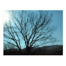 A Tree Post Card