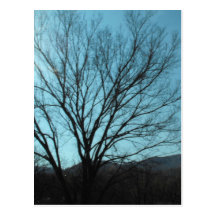 A Tree Post Card