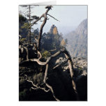 A tree root with rocky valley behind, Czech Republ Greeting Cards