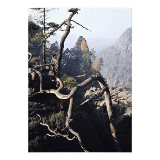A tree root with rocky valley behind, Czech Republ Custom Invites