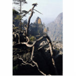 A tree root with rocky valley behind, Czech Republ Photo Cut Outs