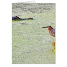 A Tricolor Heron And An Alligator Card