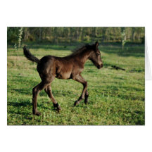A two week old foals joy greeting card