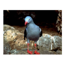 a very colour full pidgeon with red feet postcards