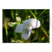 A Violet Greeting Card