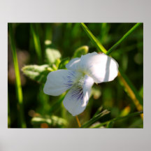 A Violet Poster