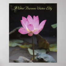 A West Borneo Water Lily Posters
