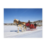 A Western Christmas - Horse Christmas Sleigh postcards