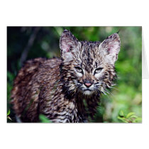A Wet Little Bobcat Kitten Cards