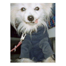 A white dog wearing clothes. post card