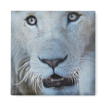 A white lion in Africa Magnets