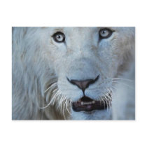 A white lion in Africa Post Cards