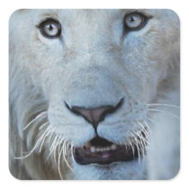 A white lion in Africa Sticker