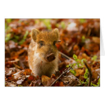 A Wild Boar Piglet Sus Scrofa in the Autumn Leaves Card