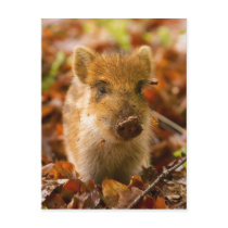 A Wild Boar Piglet Sus Scrofa in the Autumn Leaves Post Cards