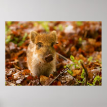 A Wild Boar Piglet Sus Scrofa in the Autumn Leaves Posters