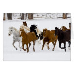 A winter scenic of running horses on The Cards