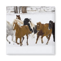A winter scenic of running horses on The Magnets