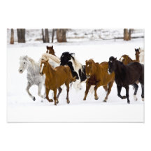 A winter scenic of running horses on The Photo Art