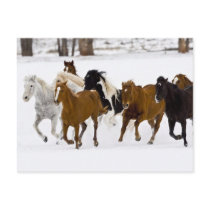 A winter scenic of running horses on The Post Card